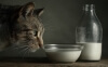 Kan katte tåle mælk? Den overraskende sandhed om katte og mælk